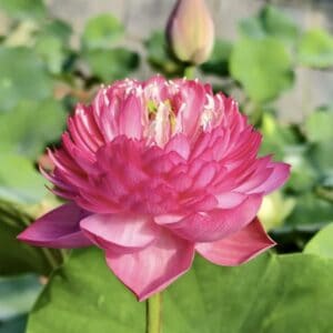 096f06f936f90f8e626c4232f48c115e-300x300 27-Thousand Petals in Min Rong Lotus - Large 1000 Petals and New for 2026( All ship in spring 2026)