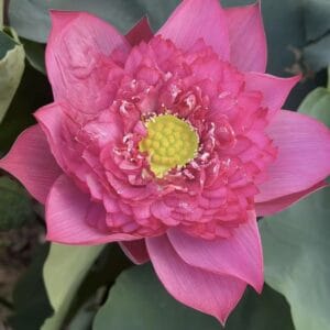 2572b03bbd2efad2766b5cc9f37e9403-300x300 19-Purple Brocade Lotus - One of Amazing lotus in 2026( All ship in spring)