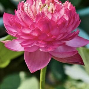 2c03eab77c86dadc7e4380c0159d697c-300x300 27-Thousand Petals in Min Rong Lotus - Large 1000 Petals and New for 2026( All ship in spring 2026)