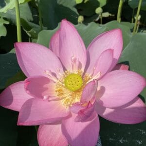 4010c6014ae9ad986abcfb80a5ff2227-300x300 18-Spring Red Lotus - One of the Tallest and Fabulous New Lotus( Exclusive Offer ) Tropical Lotus and shipping in Spring 4010c6014ae9ad986abcfb80a5ff2227-300x300 18-Spring Red Lotus - One of the Tallest and Fabulous New Lotus( Exclusive Offer ) Tropical Lotus and shipping in Spring