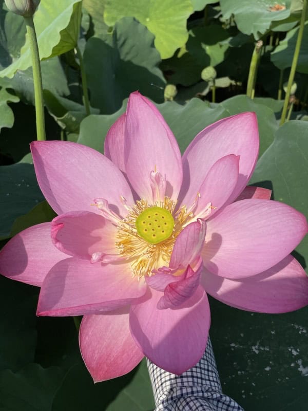 4010c6014ae9ad986abcfb80a5ff2227 Tropical Lotus : Large Plants & Large Flowers