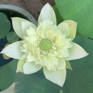 448e957aa44c246262f832987359fbb3-300x300 24-Misty Rain in Qinhuai Lotus - Large Flower and New for 2026( All ship in spring 2026)