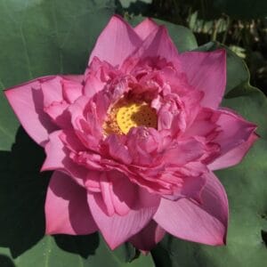 45c1afb639df5d13ef5779895059d06f-300x300 17-Spring Beauty Lotus - One of the Tallest and Fabulous New Lotus( Exclusive Offer ) Tropical Lotus and shipping in Spring 45c1afb639df5d13ef5779895059d06f-300x300 17-Spring Beauty Lotus - One of the Tallest and Fabulous New Lotus( Exclusive Offer ) Tropical Lotus and shipping in Spring