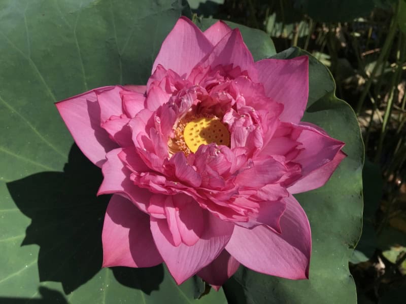 45c1afb639df5d13ef5779895059d06f Tropical Lotus : Large Plants & Large Flowers