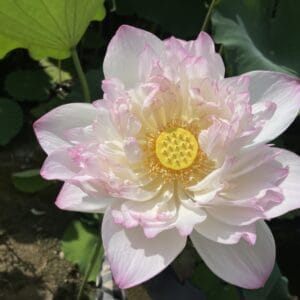 4d5f5a3849d80f5721ded898ddf4453a-300x300 16-Spring Dawn Lotus - One of the Tallest and Fabulous New Lotus( Exclusive Offer ) Tropical Lotus and shipping in Spring 4d5f5a3849d80f5721ded898ddf4453a-300x300 16-Spring Dawn Lotus - One of the Tallest and Fabulous New Lotus( Exclusive Offer ) Tropical Lotus and shipping in Spring