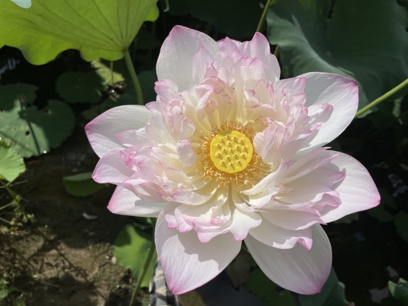 LOTUS 3M (Gen.3) ほぼ新品！ LOTUS 3M (Gen.3) ほぼ新品！ 【公式通販】