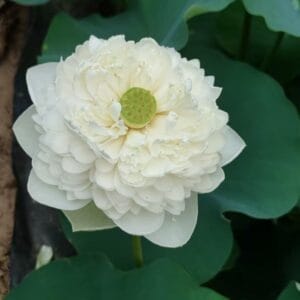 5c432ab47cafeb5c478e6c8a358df010-300x300 26-Jade in Bright Moon Lotus - Large Pure White Flower and New for 2026( All ship in spring 2026)