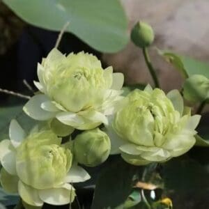 914f24fb387ddeb0d8f7e8c60905571e-300x300 23- Jinfeng Xiuse Lotus - Blooming Machine and New Micro lotus 2026( All ship in spring, 2026 )