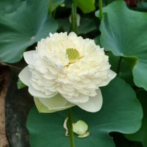 943c573fc68d886e405306a112ea9dd4-300x300 26-Jade in Bright Moon Lotus - Large Pure White Flower and New for 2026( All ship in spring 2026)