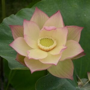 IMG_0751-300x300 28-Mushui Qinbo Lotus - Fabulous with versicolor lotus and New for 2026( All ship in spring 2026)