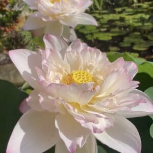 IMG_2207-300x300 16-Spring Dawn Lotus - One of the Tallest and Fabulous New Lotus( Exclusive Offer ) Tropical Lotus and shipping in Spring IMG_2207-300x300 16-Spring Dawn Lotus - One of the Tallest and Fabulous New Lotus( Exclusive Offer ) Tropical Lotus and shipping in Spring