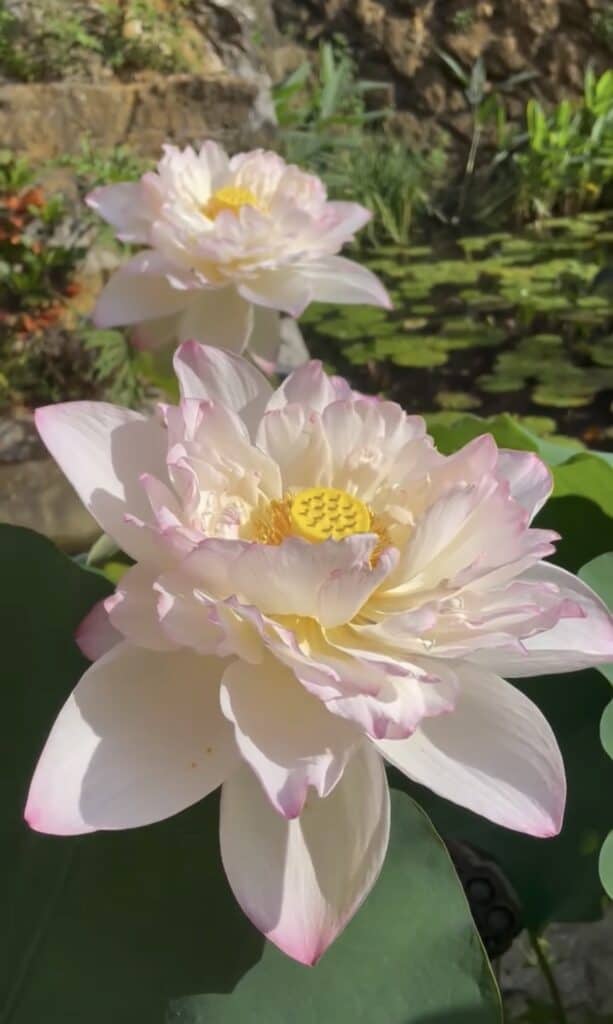 IMG_2207-613x1024 Tropical Lotus : Large Plants & Large Flowers