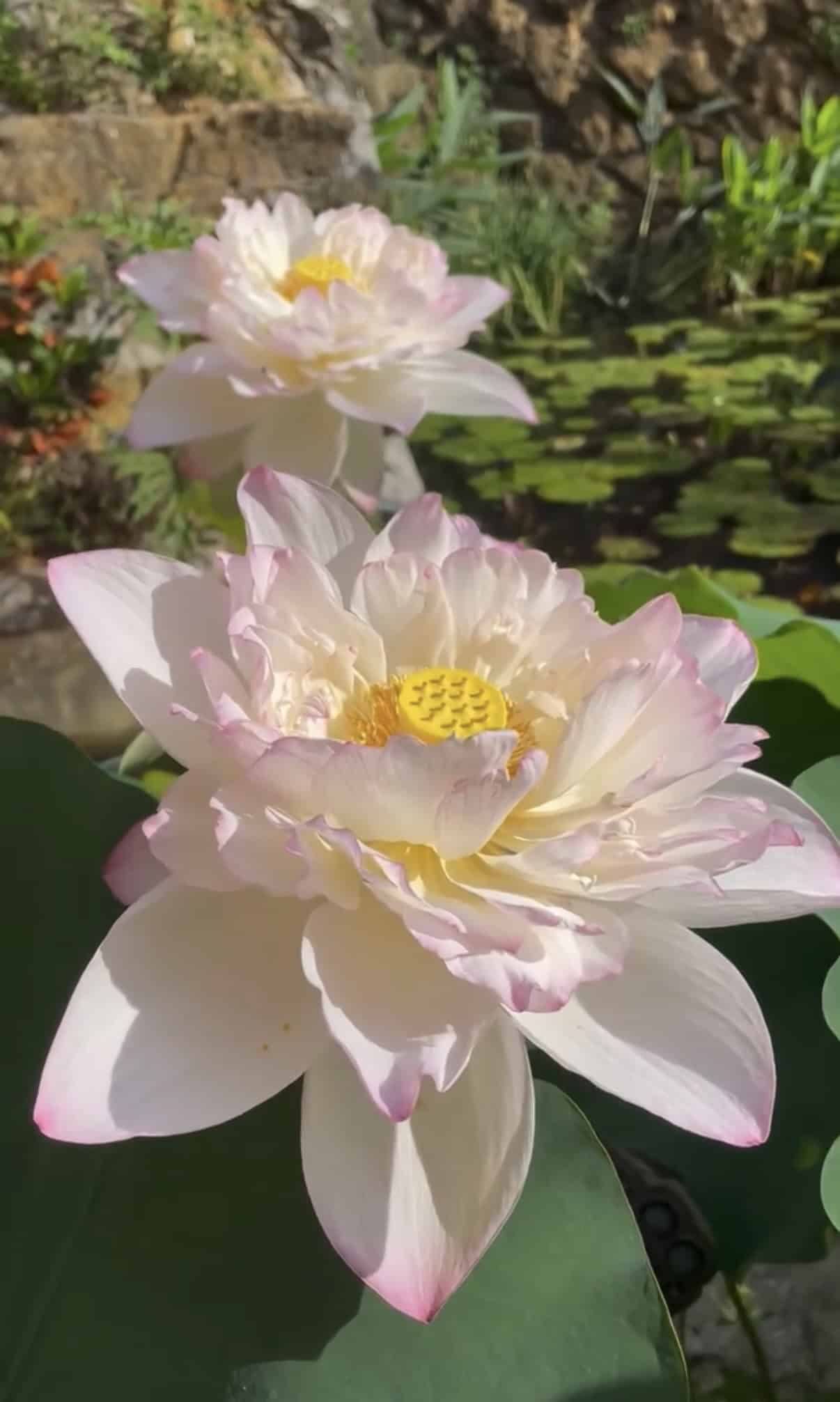 LOTUS 3M (Gen.3) ほぼ新品！ LOTUS 3M (Gen.3) ほぼ新品！ 【公式通販】