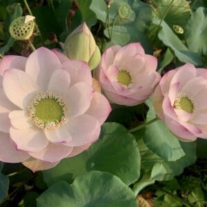 IMG_2448-300x300 22-Green Apple Lotus - One of Lovely Plate Cup Flower and New for 2026( All ship in spring 2026)