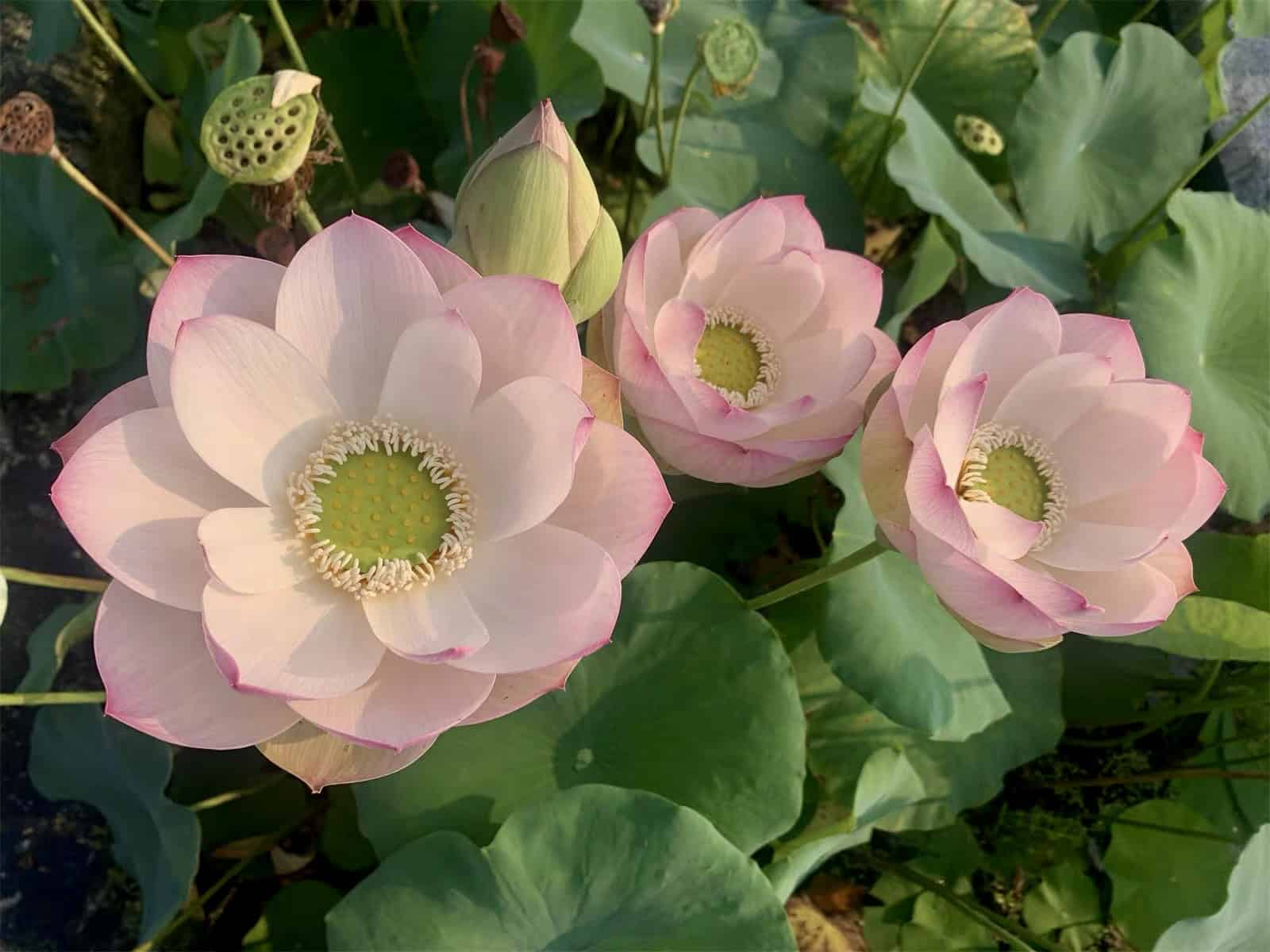 22-Green Apple Lotus – One of Lovely Plate Cup Flower and New for