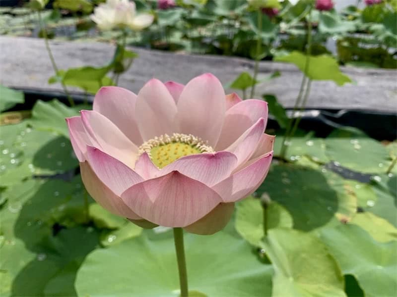22-Green Apple Lotus – One of Lovely Plate Cup Flower and New for