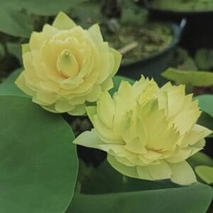 IMG_2453-300x300 23- Jinfeng Xiuse Lotus - Blooming Machine and New Micro lotus 2026( All ship in spring, 2026 )