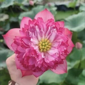 IMG_2582-300x300 25-Gan Nan Red Lotus - Fabulous Pink Flower and New for 2026( All ship in spring 2026)