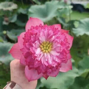 IMG_2583-300x300 25-Gan Nan Red Lotus - Fabulous Pink Flower and New for 2026( All ship in spring 2026)