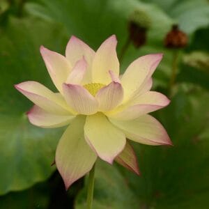 IMG_2612-300x300 28-Mushui Qinbo Lotus - Fabulous with versicolor lotus and New for 2026( All ship in spring 2026)