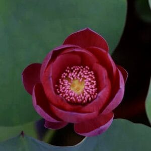 定価46200円 2025年春夏新品未使用 HOUSE OF LOTUS 10-Zhengguo Huang Lotus New for 2026 – Bergen Water Gardens