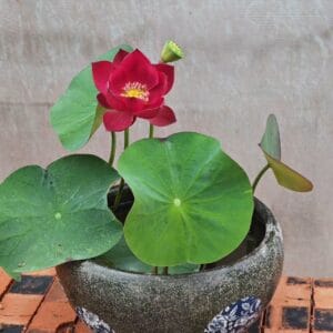 cd099dbc407719ddb0a3145063465f9b-300x300 01- Black Ball Lotus - Almost Black Color of NEW Micro Lotus! All ship in spring, 2026