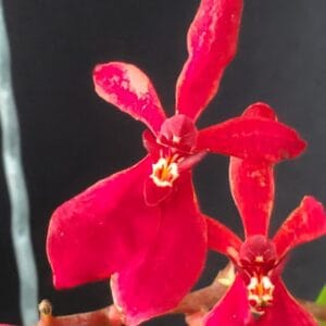 20251016_1041341-R-300x300 Renanthera Gerald Tan