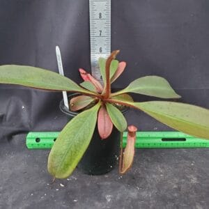 20251116_145748-R-300x300 Nepenthes peltata BE 4613