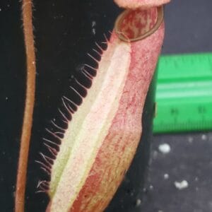 20251116_145803-R-300x300 Nepenthes peltata BE 4613
