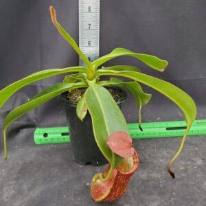 20251116_151442-R-300x300 Nepenthes petiolata BE 3913