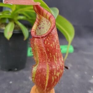 20251116_151505-R-300x300 Nepenthes petiolata BE 3913