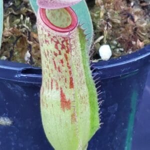 2025 November Update – Bergen Water Gardens, Lotus Paradise