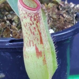 20251118_161943-R-300x300 Nepenthes albomarginata x klossii BE 4557