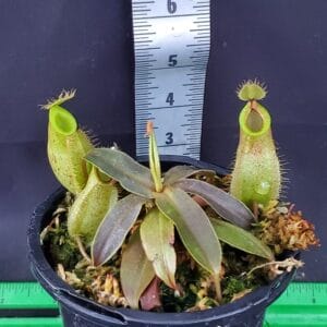 Pナンプー HP 918585-001 - 500W Power Supply 80 Bronze Plus for Omen 870 Envy