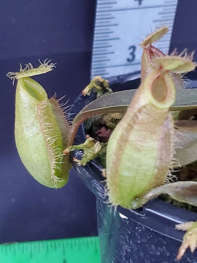 Nepenthes ampullaria x hamata BE 4631 – Bergen Water Gardens