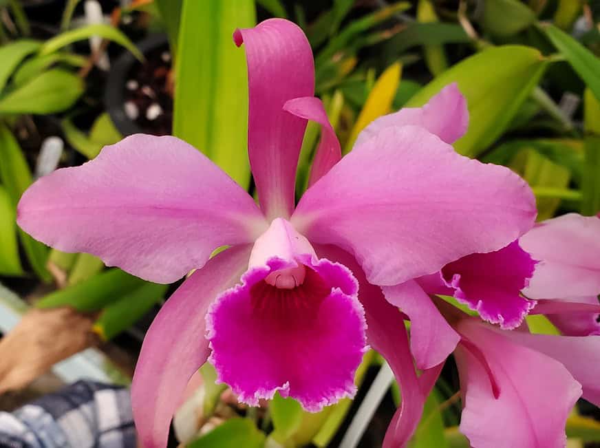 20251119_151345 Northeast Plant Show