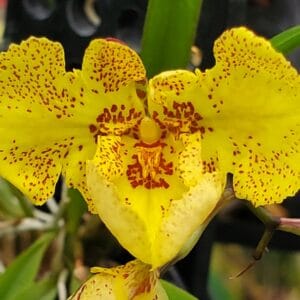 20251121_143659-300x300 Zelemnia Midas