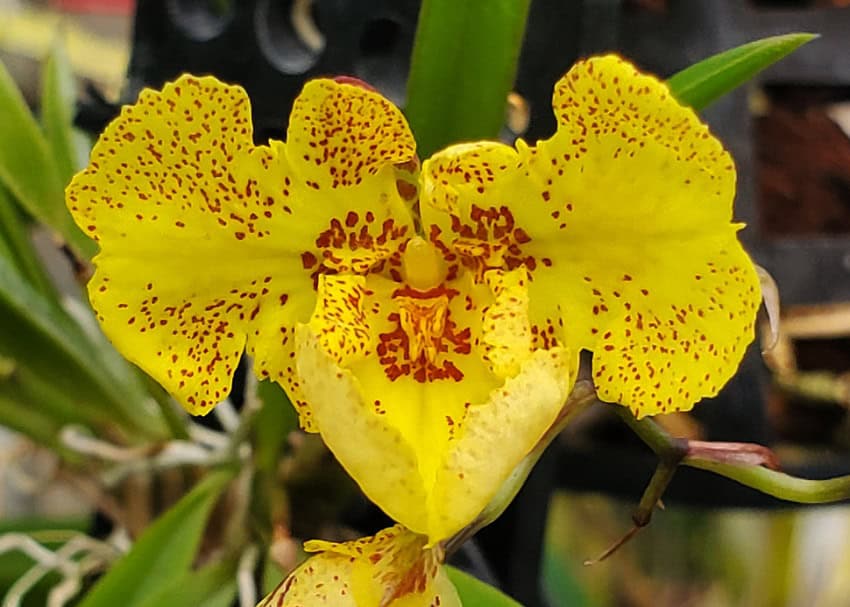 20251121_143659-600x428 Zelemnia Midas 20251121_143659-600x428 Zelemnia Midas