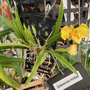 20251121_143708-R-300x300 Zelemnia Midas