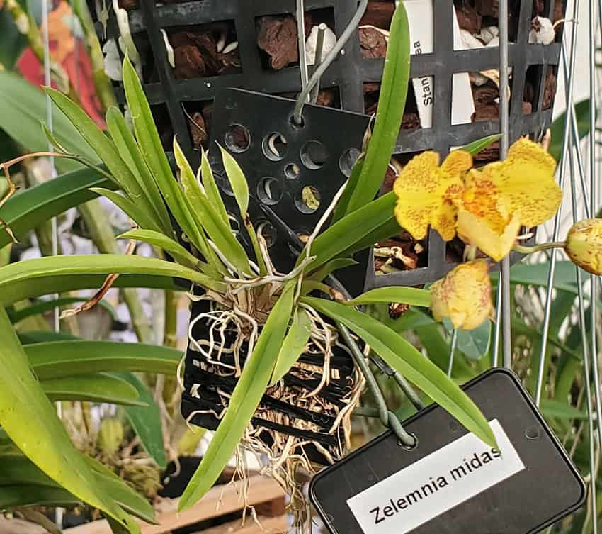 20251121_143708-R-600x532 Zelemnia Midas 20251121_143708-R-600x532 Zelemnia Midas