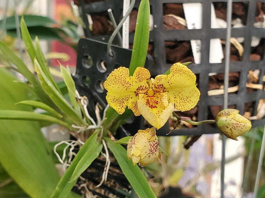 20251121_143736-R-600x450 Zelemnia Midas 20251121_143736-R-600x450 Zelemnia Midas