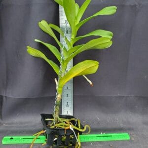 20251126_110552-R-300x300 Renanthera Gerald Tan