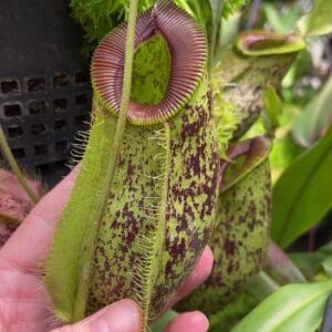 2025 November Update – Bergen Water Gardens, Lotus Paradise