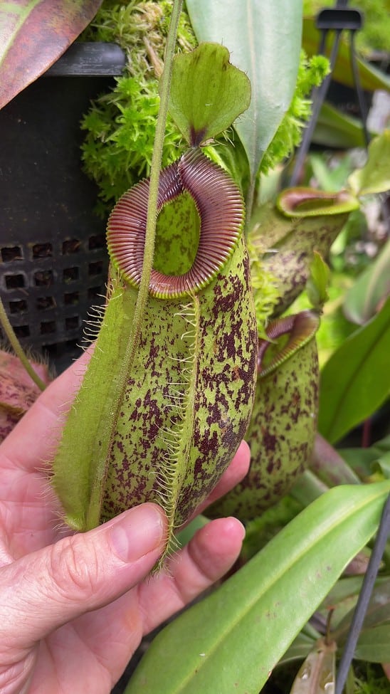 Nepenthes ampullaria x hamata BE 4631 – Bergen Water Gardens