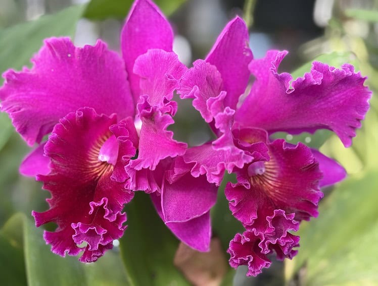 image058-R-and-C Niagara Frontier Orchid Society Orchid Show – Spring 2026 image058-R-and-C Niagara Frontier Orchid Society Orchid Show – Spring 2026