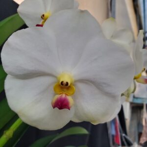 20251118_160036-R-300x300 Vanda Noppadon White Diamond