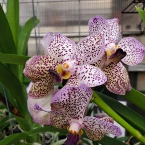 20251201_143734-R-300x300 Vanda Perry Como 1