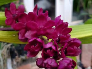 20260106_152918-R-2026-300x225 PachydermFest 26