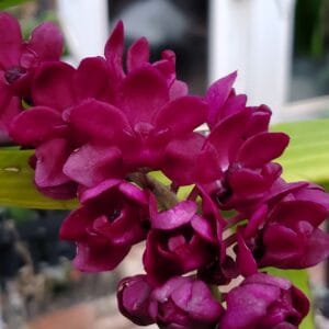 20260106_152918-R-2026-300x300 Rhynchostylis gigantea red 20260106_152918-R-2026-300x300 Rhynchostylis gigantea red