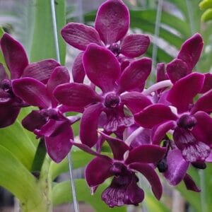 20260106_152935-R-300x300 Rhv. Coln Marie x Rhynchostylis gigantea Red